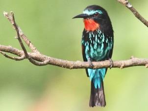 family flocks of the striking Red-billed Helmetshrike, Chestnut-capped Flycatcher, which also travel in small family groups, the strangelooking Naked-faced Barbet, Red-rumped Tinkerbird, Sabine s