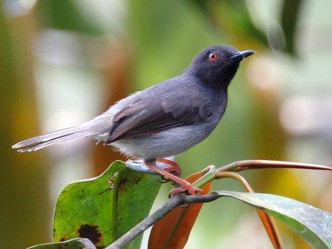 RBL Ghana - Budget Itinerary 6 Sharpe s Apalis by David Hoddinott good potential to find something unusual or rare!