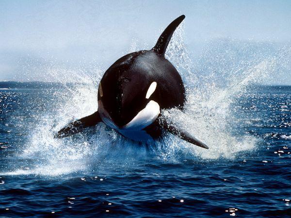 KILLER WHALES The killer whale, also known as an orca, is the biggest member of the dolphin family. Killer whales are medium-sized whales.
