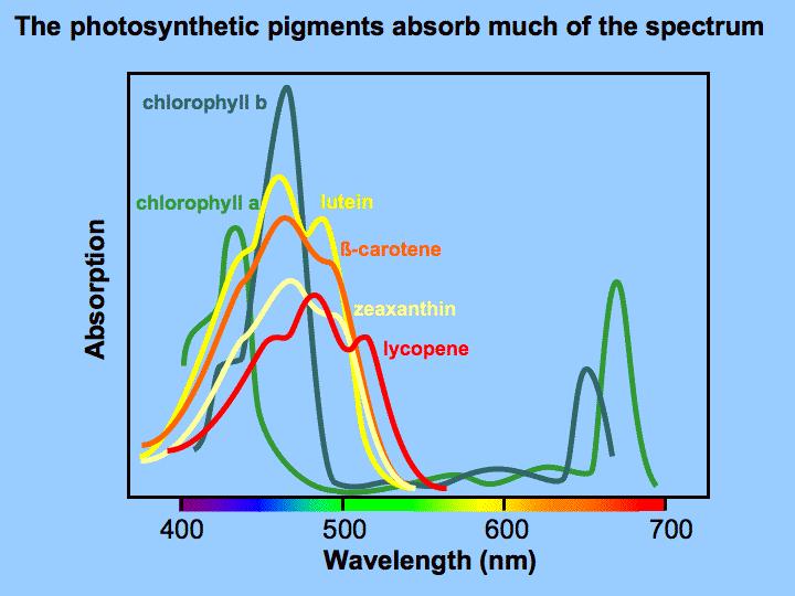 absorb a wider range of wavelengths than just red and blue. Examples of these accessory pigments are carotene and lycopene (Fig. 2) (Cunningham & Cunningham, 2004).