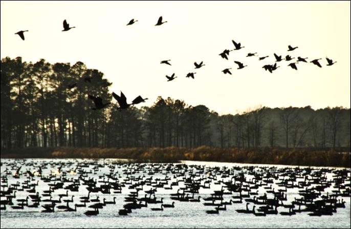 Field Trips 6 Blackwater National Wildlife Refuge Saturday, February 11 Details to be posted on the DPCA web site Leader Wayne Bierbaum Gate NLT 6:45 am Submission deadline February 20 for showing