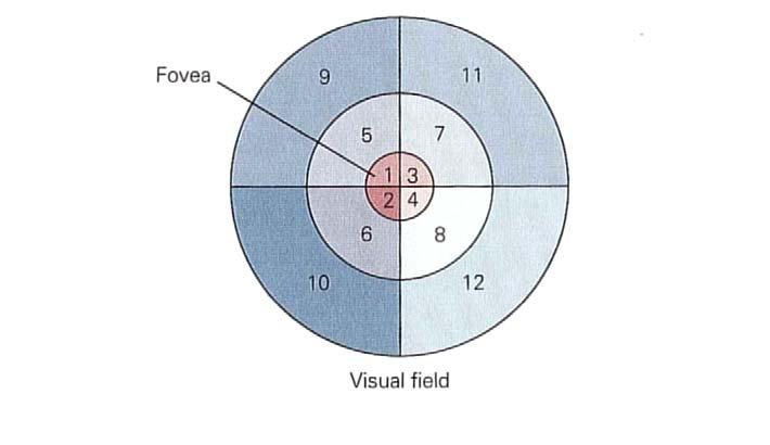 Retinotopic Mapping Each half of visual field goes to