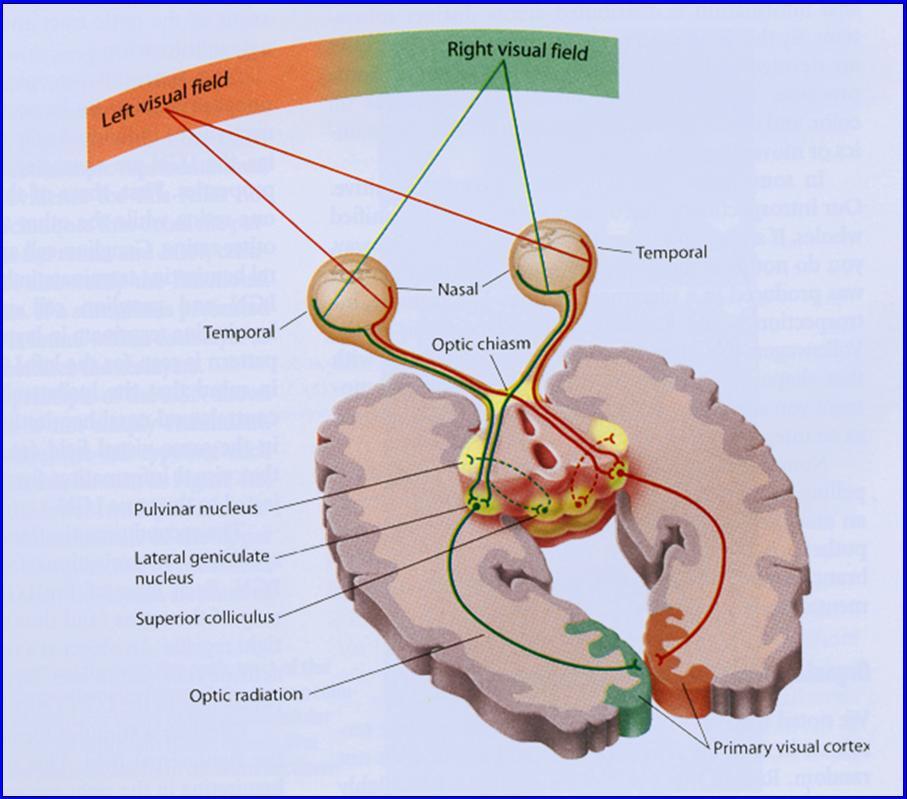 Lateral Geniculate Nucleus (LGN) LGN is located in the Thalamus There are two LGN on each (lateral) side of the brain.