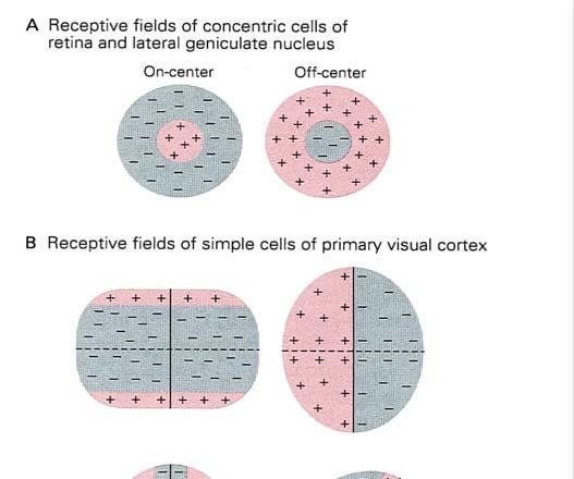 Simple Cell response Max response when stimulus aligns to orientation AND fill receptive field