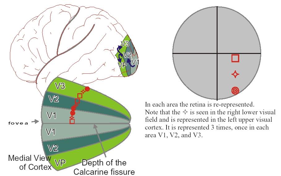 Visual Processing after V1 V1 feeds V2 and then V3 and VP Retinotopic Mapping