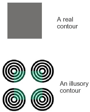Illusory Contours arise in V2 Retinal ganglia extract circle-surround V1 extracts edges V2 creates objects and groups It also