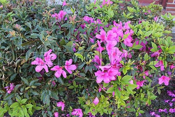 Azaleas in downtown Trenton are similar to those in the surrounding countryside and cities in the Tri-County Area of Levy, Dixie