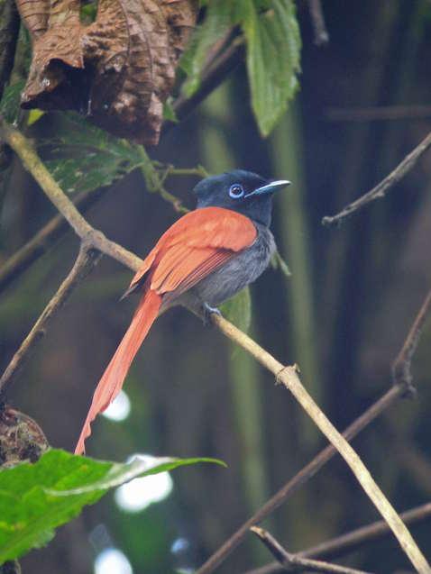 Northern Fiscal Lanius humeralis Widespread sightings during the tour.