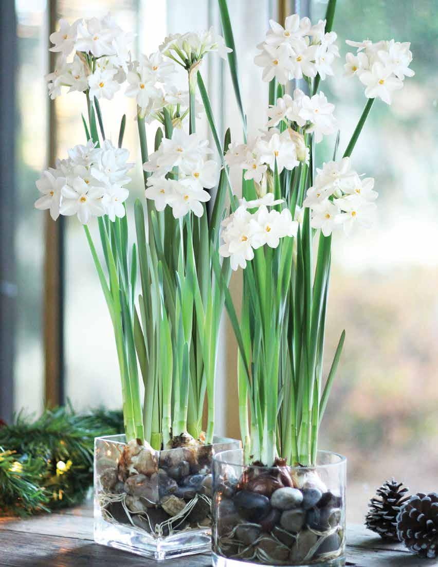 8802 8802 PAPERWHITES Paperwhites 3 Bulbos Bring the outdoors in with this fragrant, white starshaped flowers.
