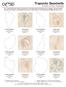 Trapunto Seashells #12396 / 50 Files / 25 Designs