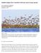 Habitat changes force waterfowl to flee the coast by large amount