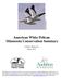 American White Pelican Minnesota Conservation Summary