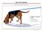 Bloodhound Working Dog (16/pp) quiltartdesigns.blogspot.com