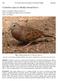 Columbina talpacoti (Ruddy Ground Dove)