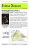 Birding Snippets. : Sungei Kinabatangan - Lowland Riverine Forest