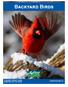 Backyard Birds. Copyright Nature Canada Media files from CBC Radio. naturecanada.ca