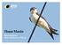 House Martin. Help us keep our House Martins out of the red
