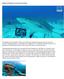 Impacts of sharks on coral reef ecosystems