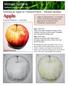 Apple. Drawing an Apple in Coloured Pencil -- Michael Spillane
