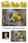 Noosa Photo Club Black Out. The Eastern Yellow Robin by Cheryl Kent
