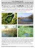 Proposal to create reedbeds in the Lake