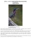 MAY 15 31, 2017 NATURAL HISTORY NOTES FOR EASTVIEW By Dick Harlow GREEN HERON