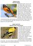 Baltimore Oriole. State Bird of Maryland