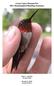 Great Lakes HummerNet 2011 Hummingbird Banding Summary