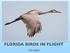 FLORIDA BIRDS IN FLIGHT DAN LANDIS