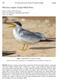 Phaetusa simplex (Large-billed Tern)