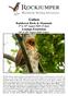 Gabon Rainforest Birds & Mammals 2 nd to 16 th August 2020 (15 days) Loango Extension 16 th to 20 th August 2020 (5 days)