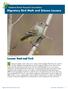 Migratory Bird Math and Science Lessons