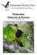 Peninsular Malaysia & Borneo. 3 rd - 21 st March 2009