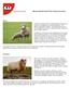 Sheep Breeds And Their Characteristics