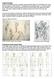 Types of Gesture Drawing